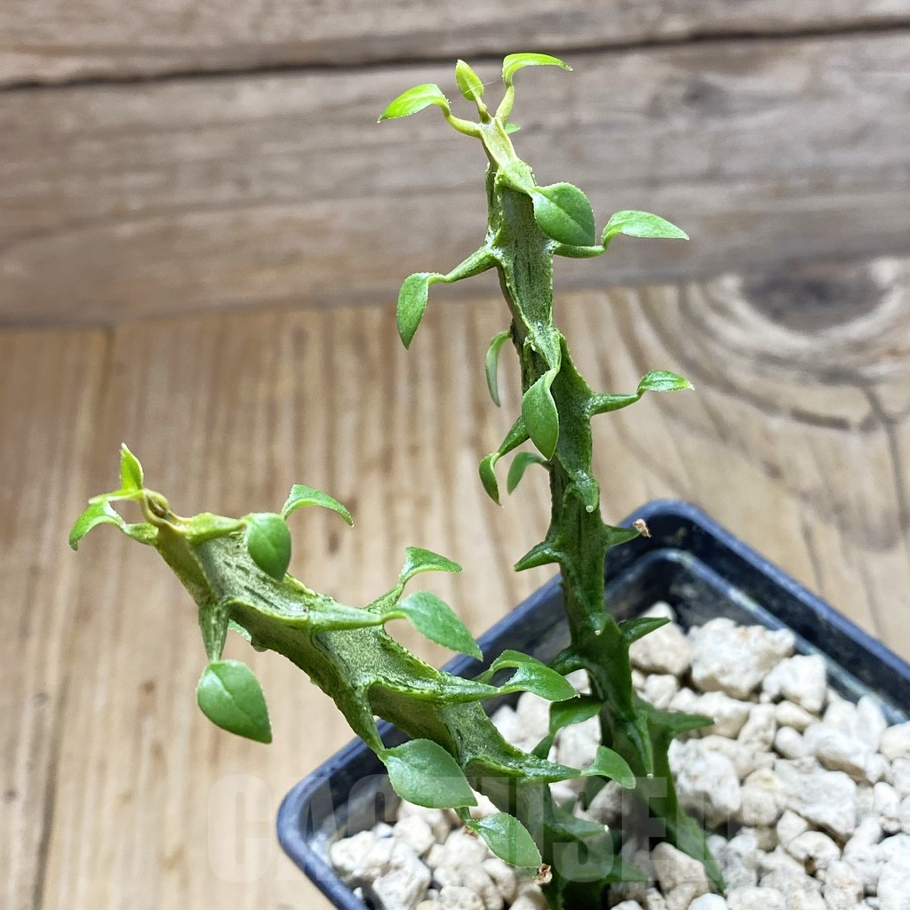 SH5900 Ceropegia simoneae ‘Green’, 2 plants
