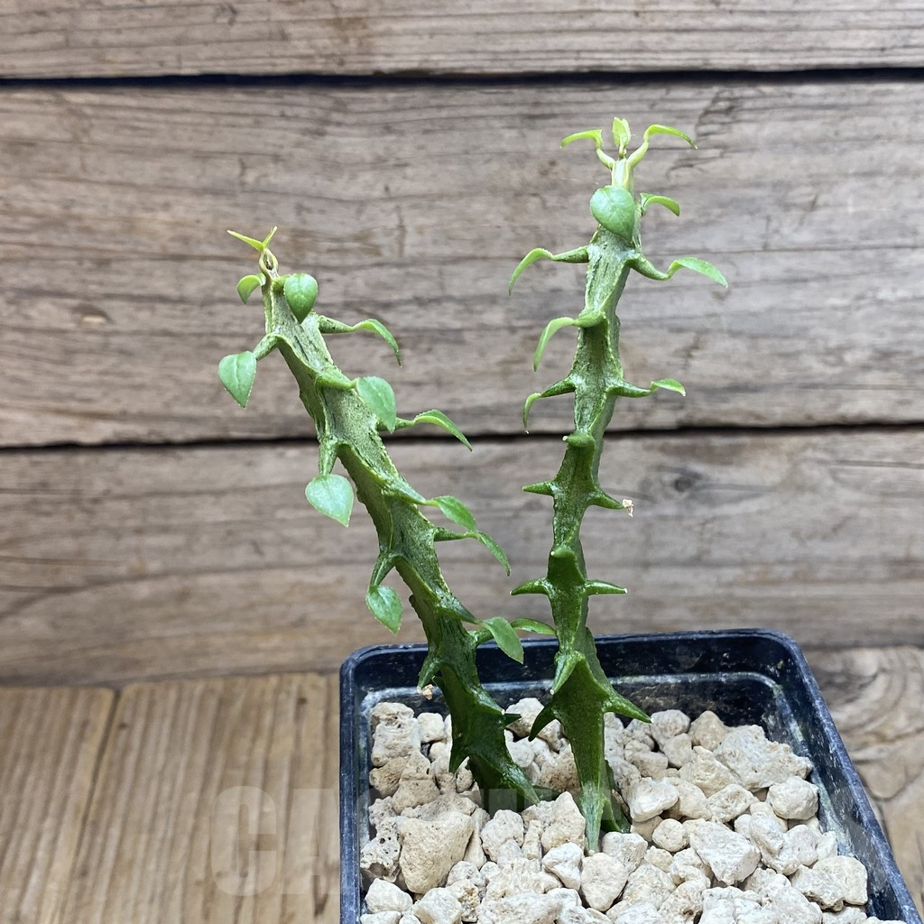 SH5900 Ceropegia simoneae ‘Green’, 2 plants - Image 2