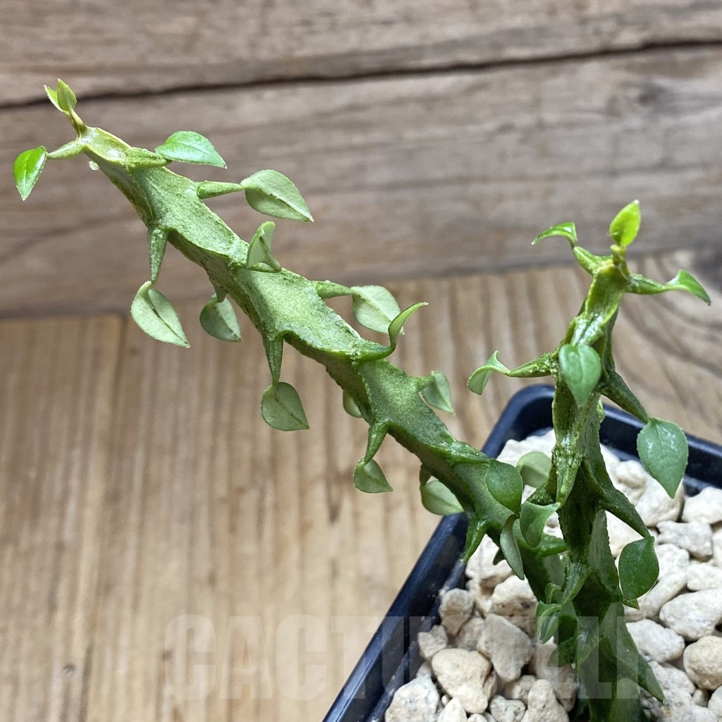 SH5901 Ceropegia simoneae ‘Green’, 2 plants
