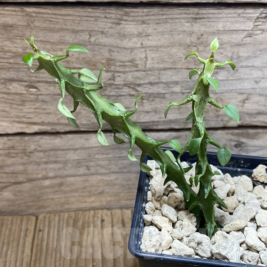 SH5901 Ceropegia simoneae ‘Green’, 2 plants - immagine 2