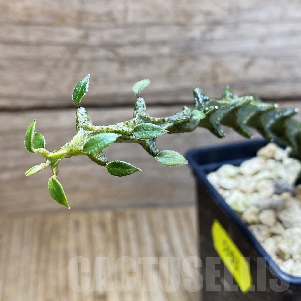 SH5903 Ceropegia gicky