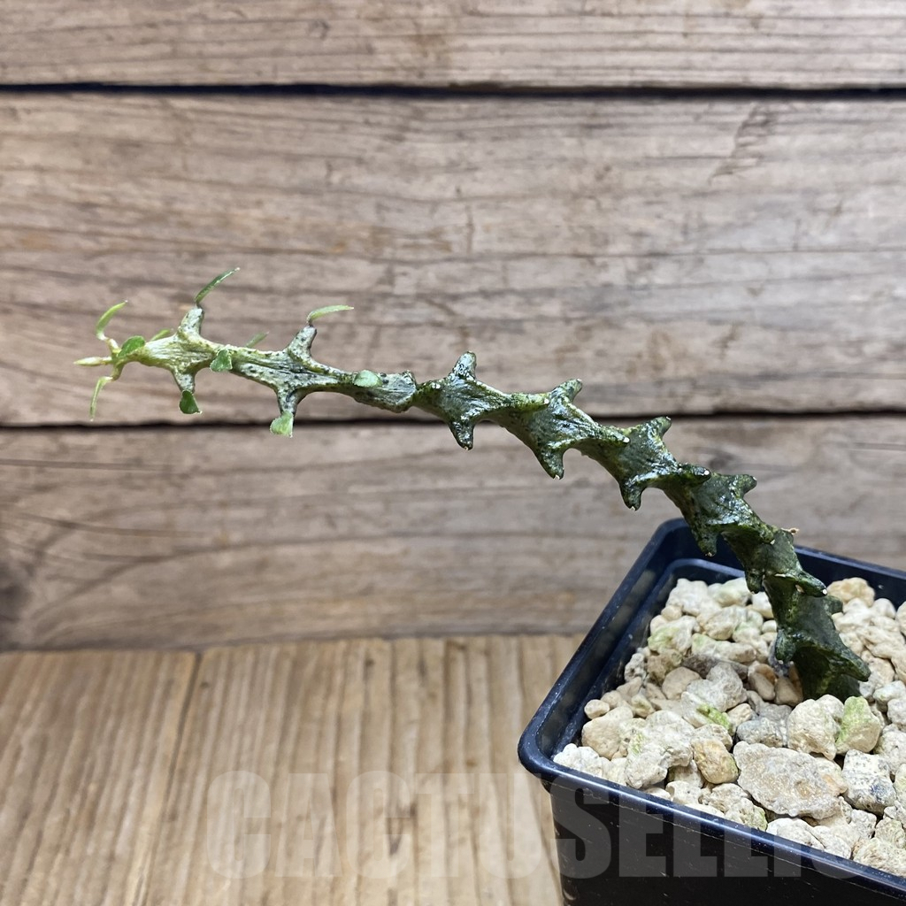 SH5903 Ceropegia gicky - immagine 2