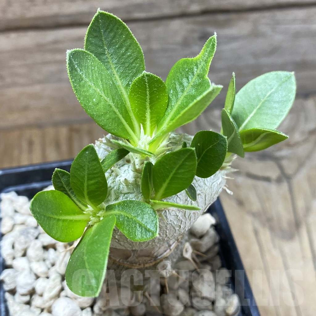 SH5906 Pachypodium brevicaule, grafted