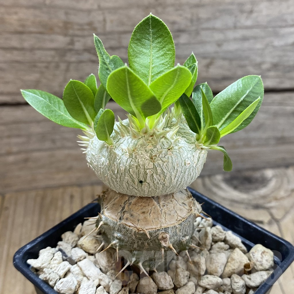 SH5906 Pachypodium brevicaule, grafted - Image 2