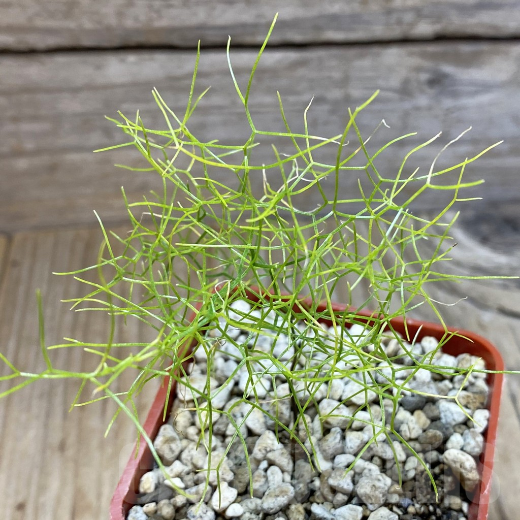 SH5907 Schizobasis intricata ES21689