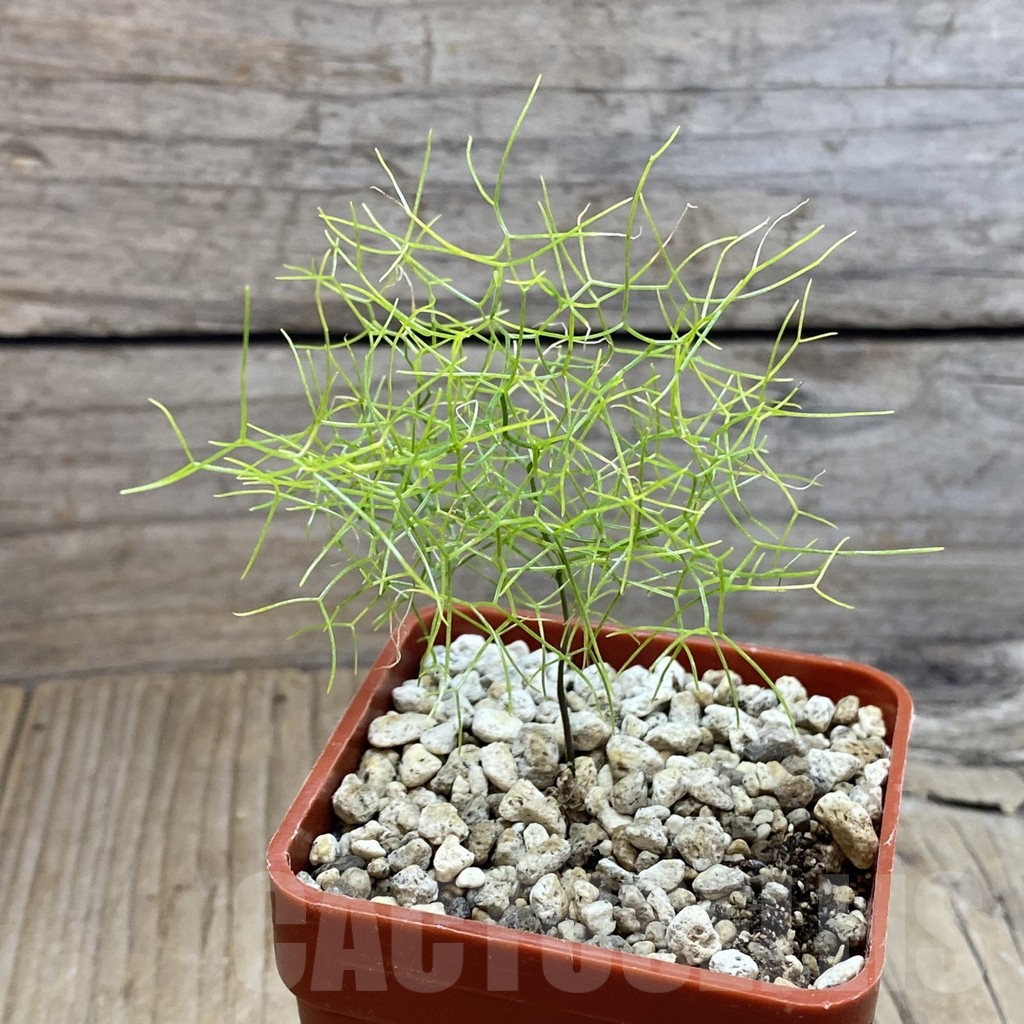 SH5907 Schizobasis intricata ES21689 - immagine 2