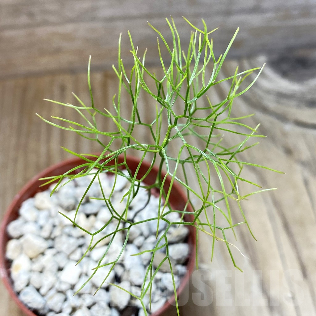 SH5908 Schizobasis intricata ES21689