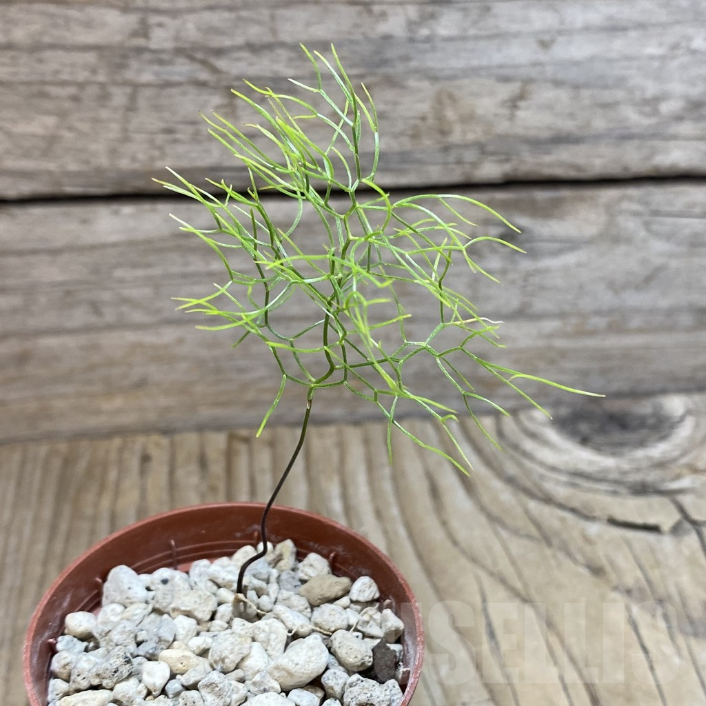 SH5908 Schizobasis intricata ES21689 - Image 2