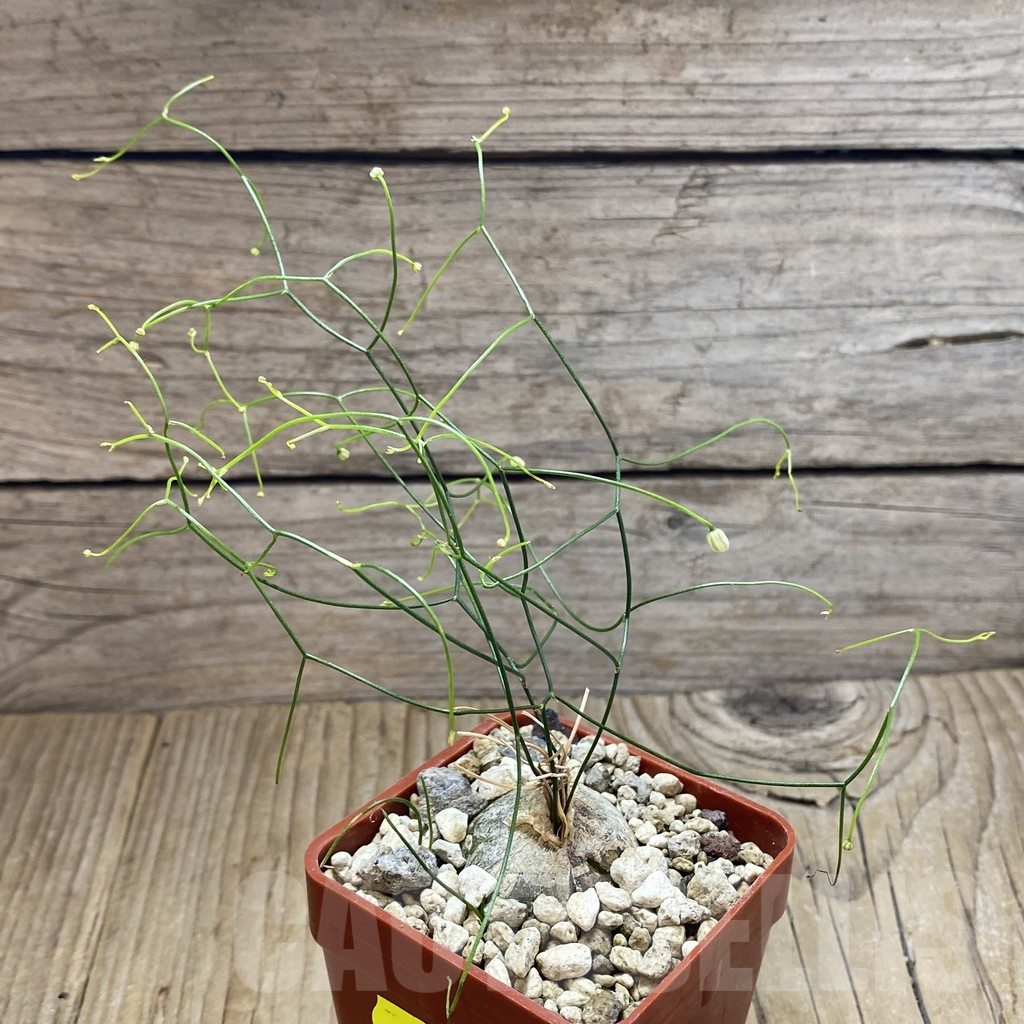 SH5910 Schizobasis intricata - Image 2