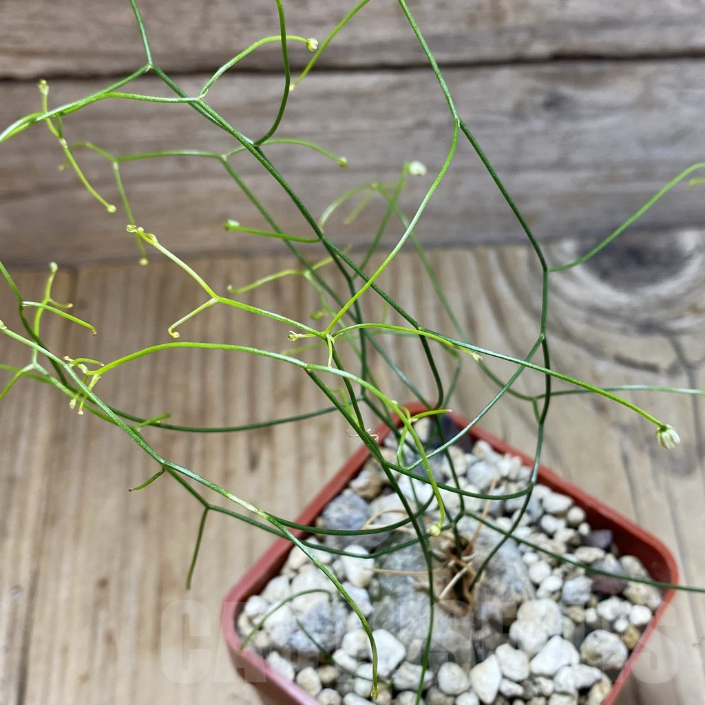 SH5910 Schizobasis intricata