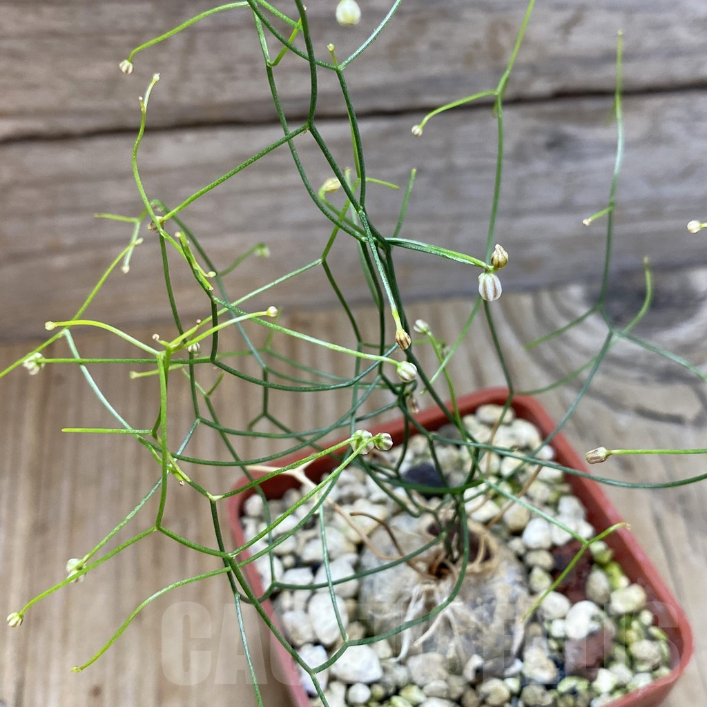 SH5911 Schizobasis intricata