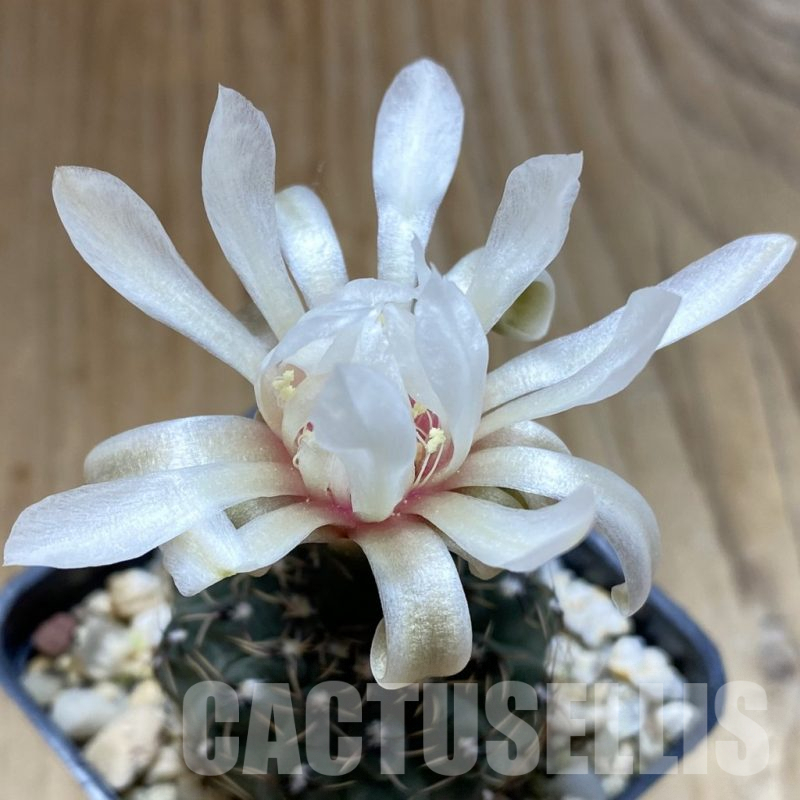 SH5854 Gymnocalycium stellatum v. zantnerianum VG 342