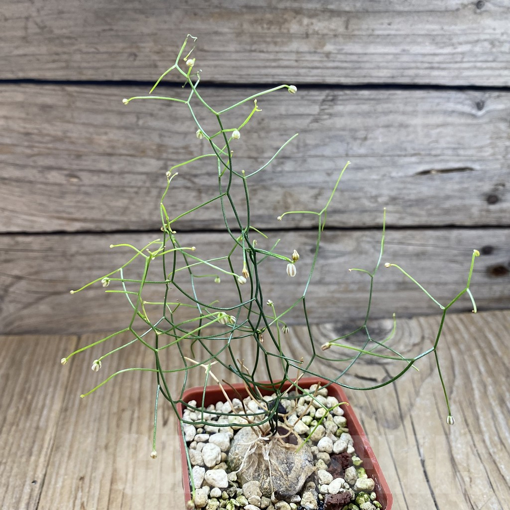 SH5911 Schizobasis intricata - Imagen 2