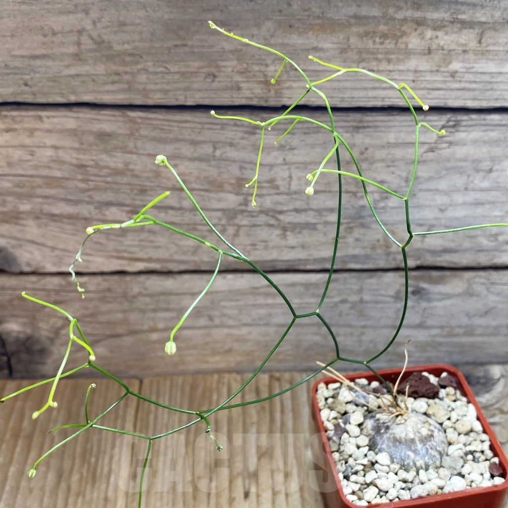 SH5912 Schizobasis intricata