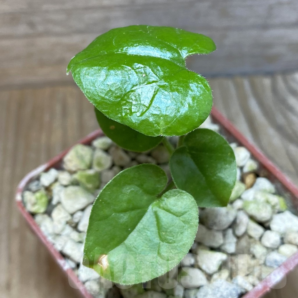 SH5914 Pyrenacantha malvifolia