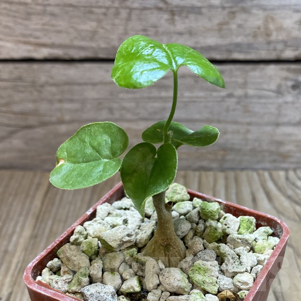 SH5914 Pyrenacantha malvifolia – Image 2