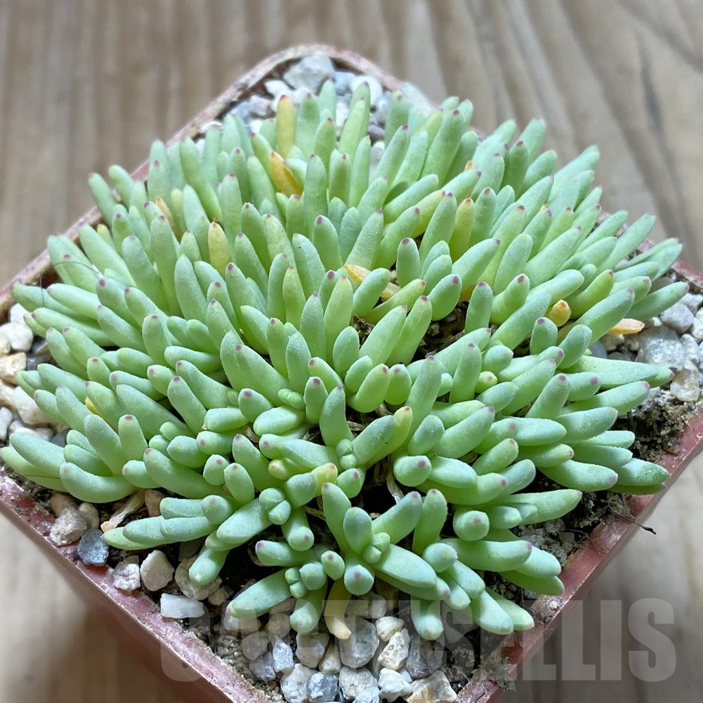 SH5860 Delosperma sphalmanthoides