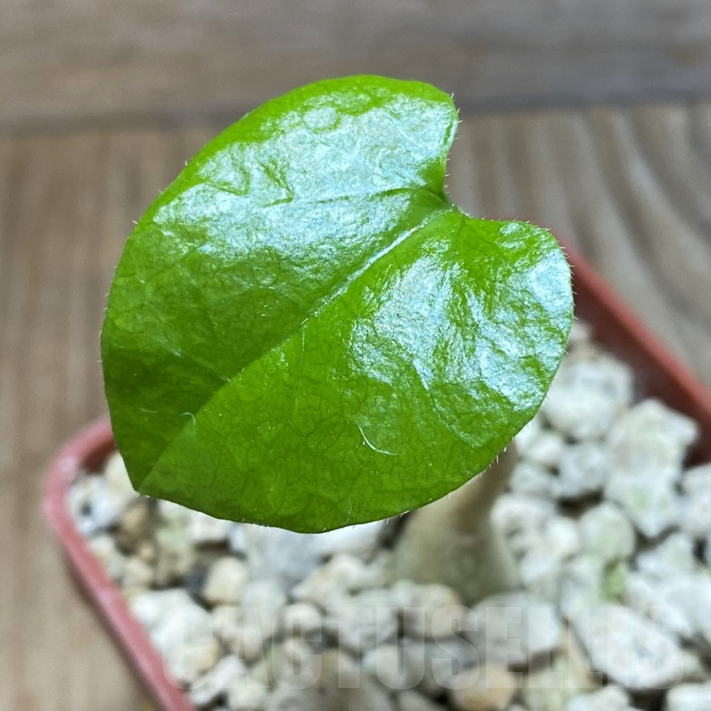 SH5915 Pyrenacantha malvifolia