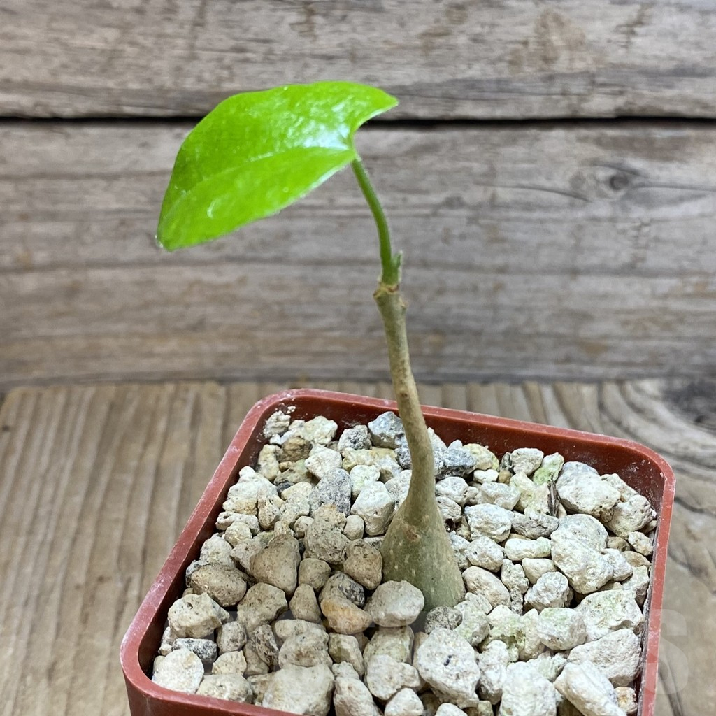 SH5915 Pyrenacantha malvifolia – Image 2