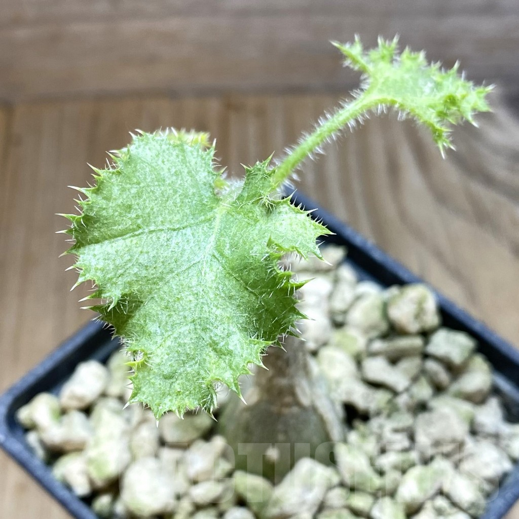 SH5918 Dendrosicyos socotrana