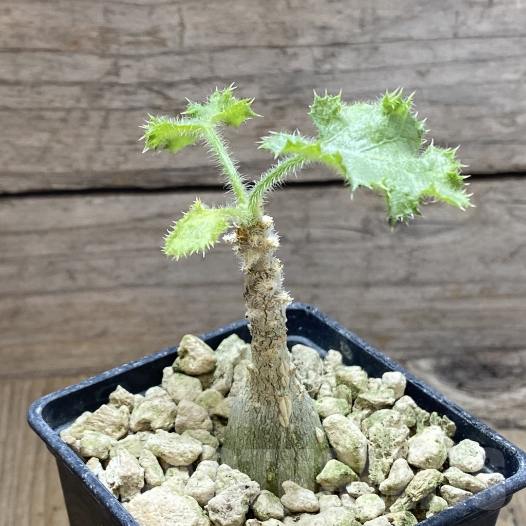 SH5918 Dendrosicyos socotrana - Image 2