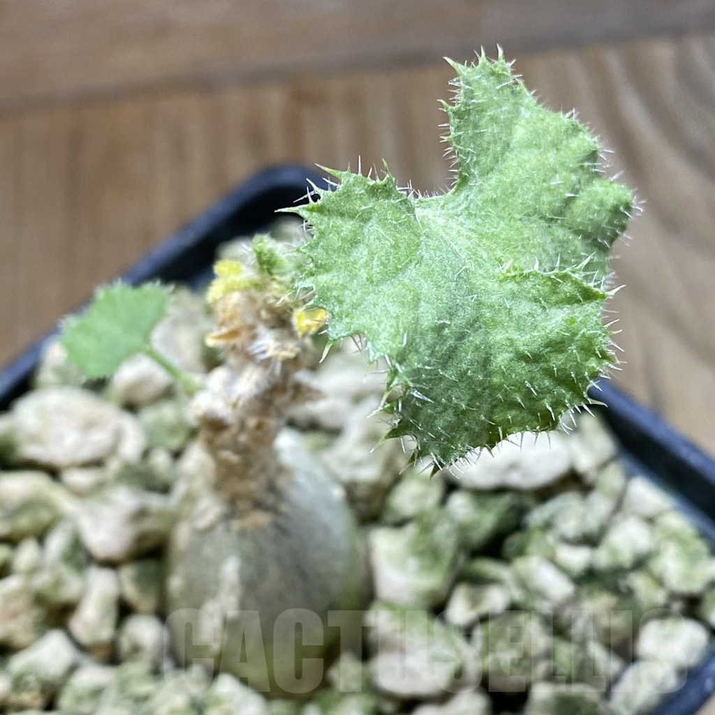 SH5919 Dendrosicyos socotrana