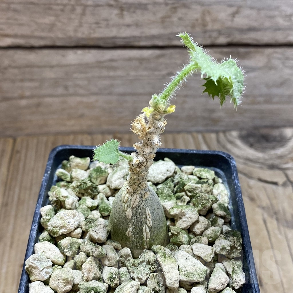 SH5919 Dendrosicyos socotrana – Image 2