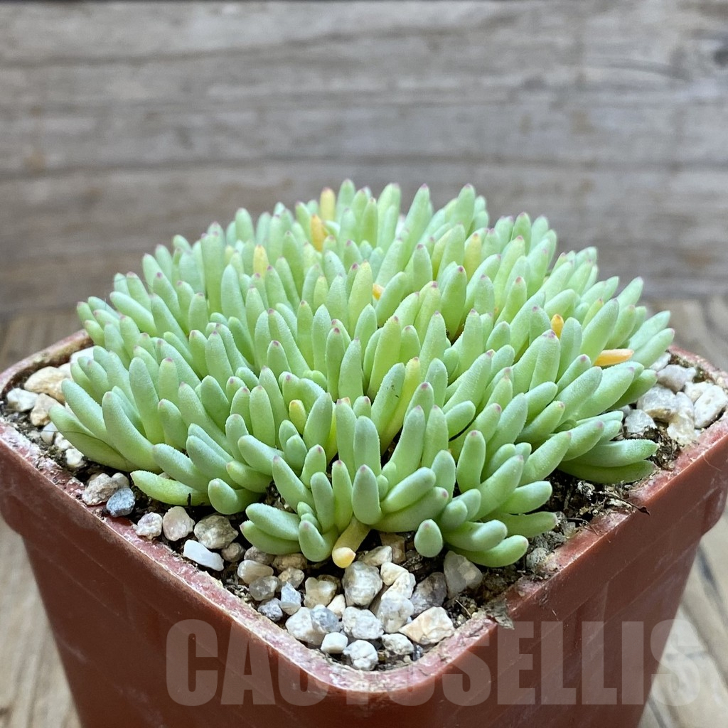 SH5860 Delosperma sphalmanthoides - immagine 2