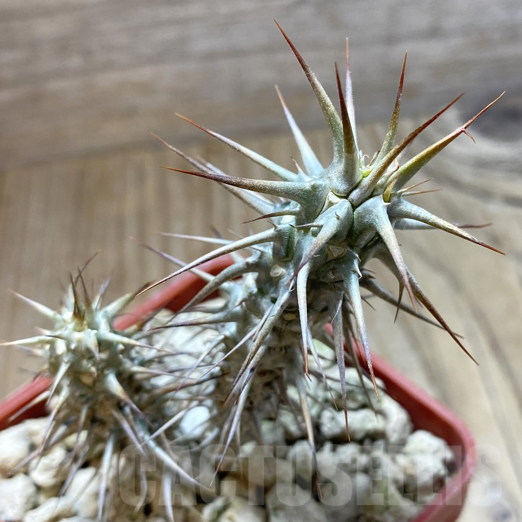 SH5921 Euphorbia rossii