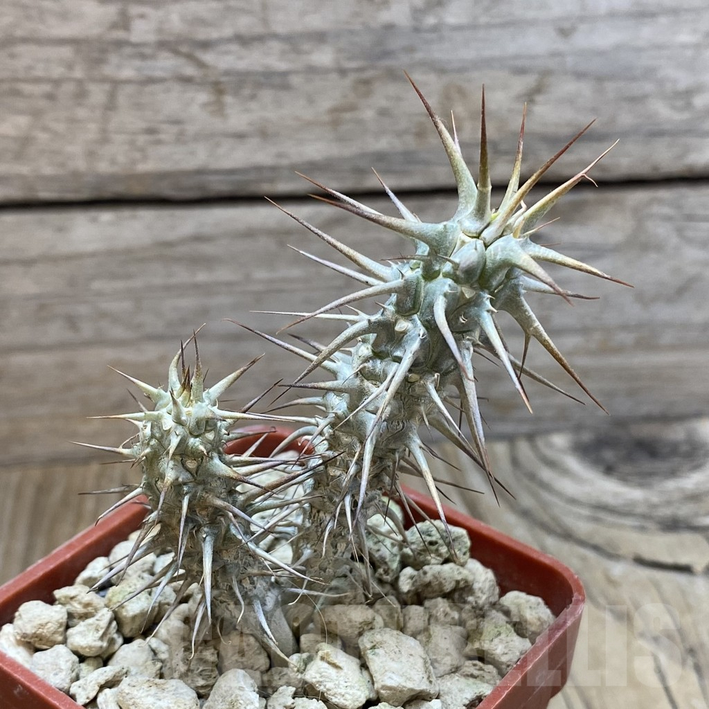 SH5921 Euphorbia rossii - 画像 (2)