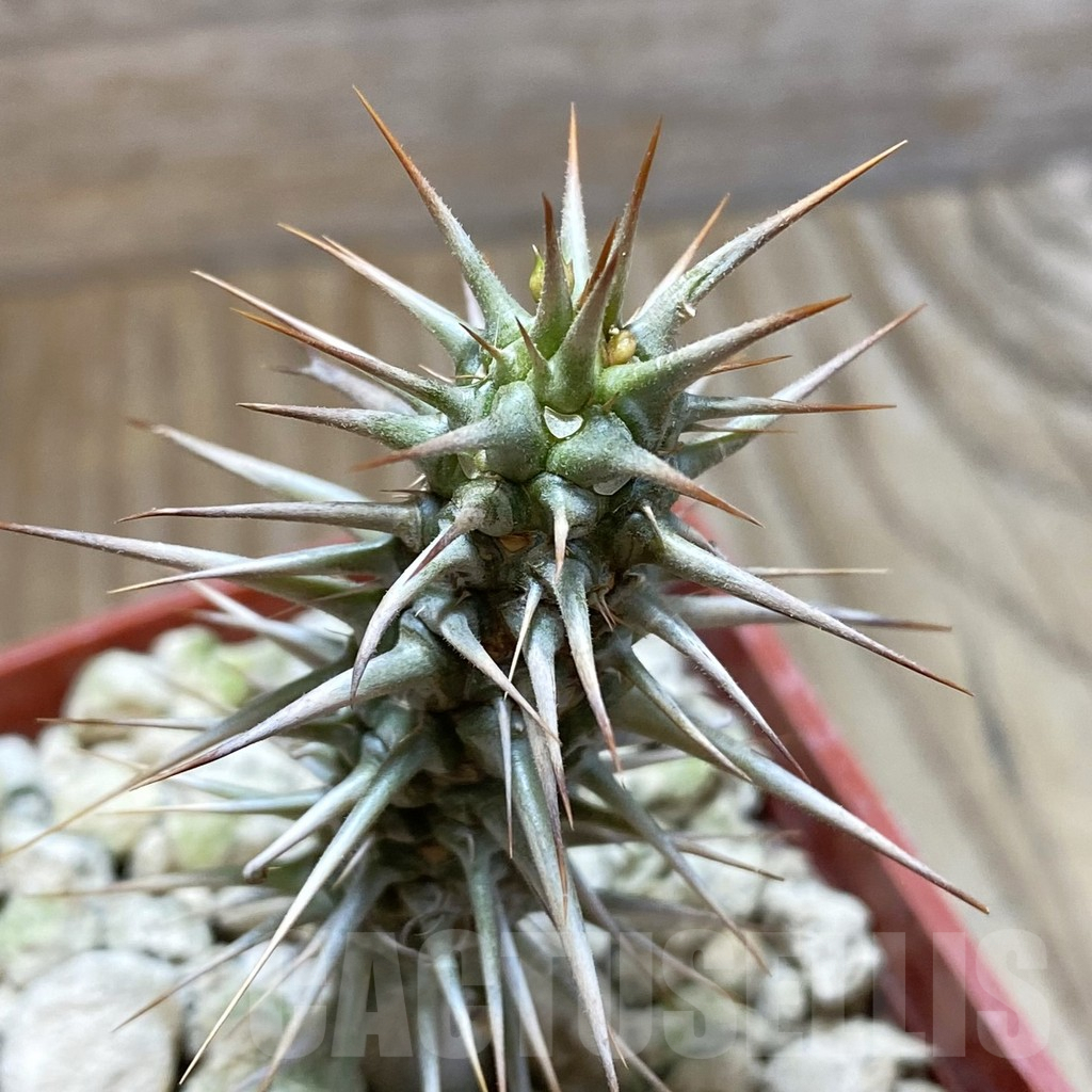 SH5922 Euphorbia rossii