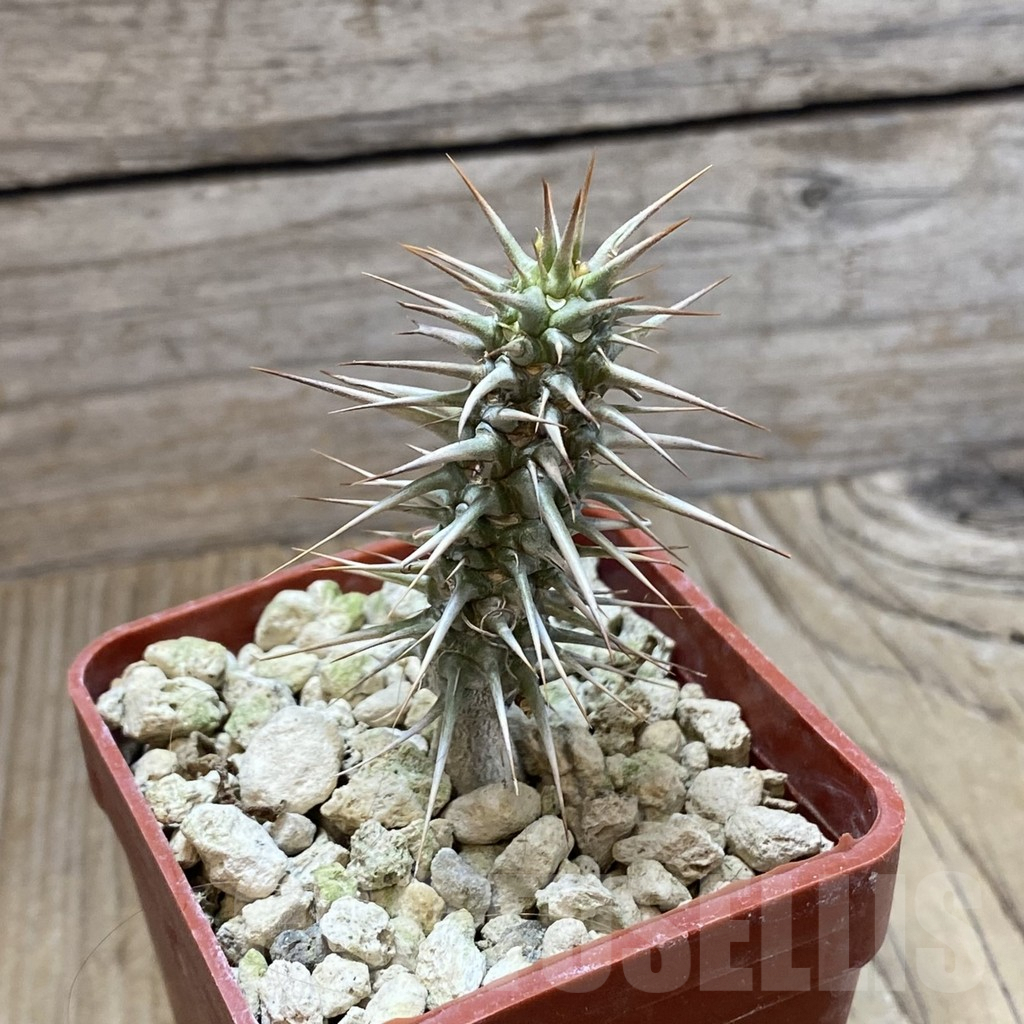 SH5922 Euphorbia rossii - 画像 (2)