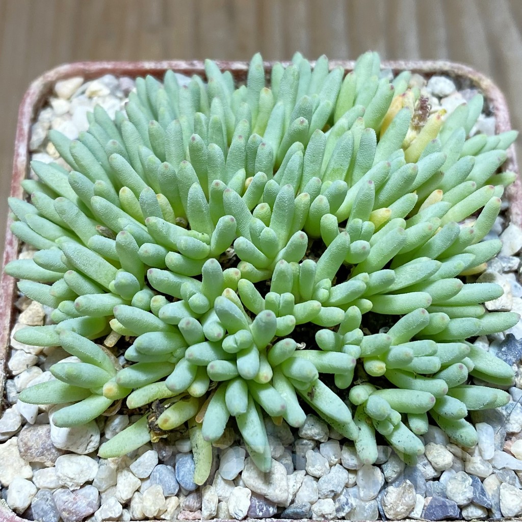 SH5861 Delosperma sphalmanthoides