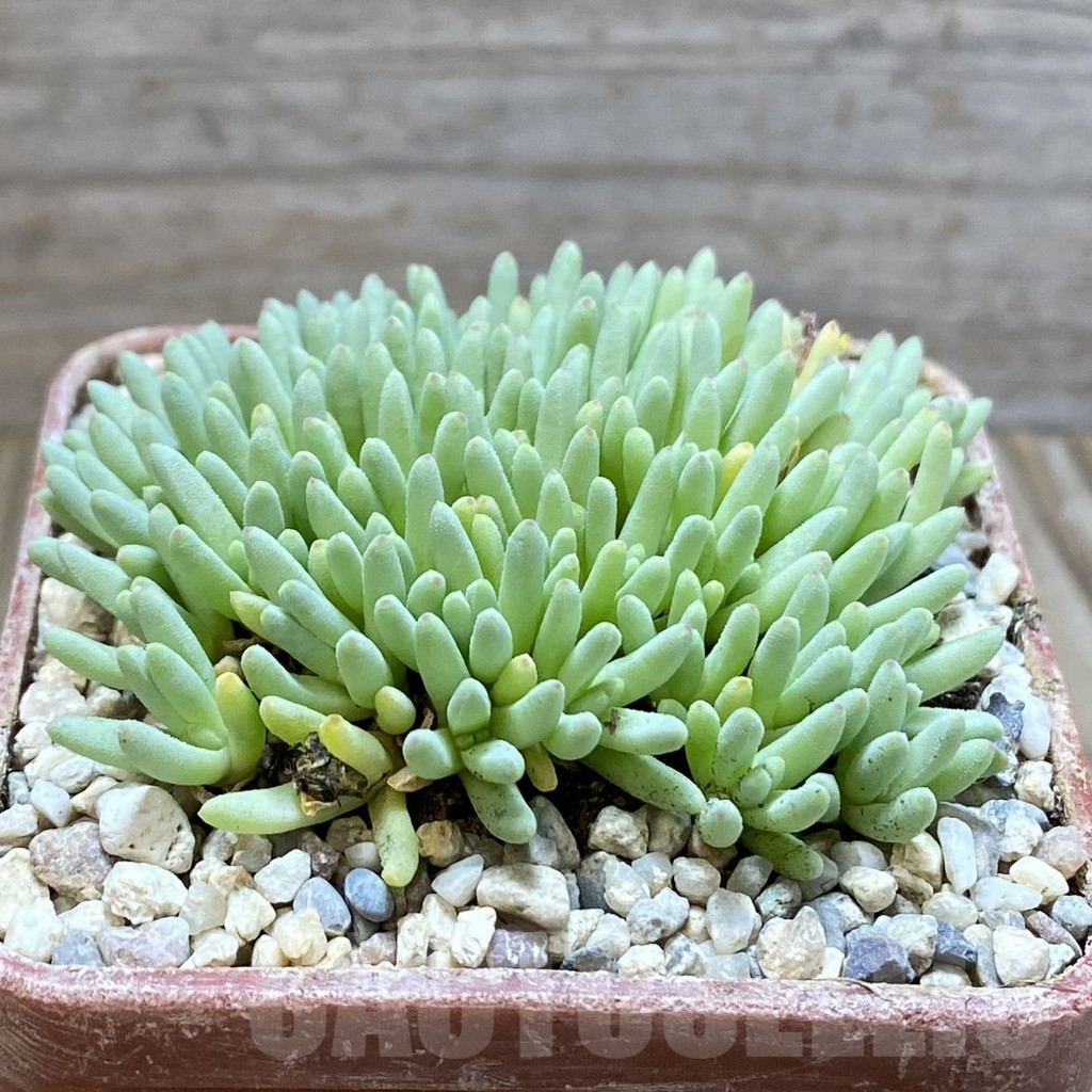 SH5861 Delosperma sphalmanthoides - immagine 2