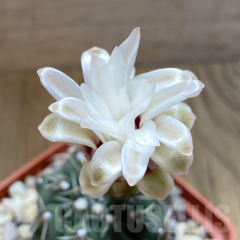 SH5855 Gymnocalycium kuehhasii VG 1091