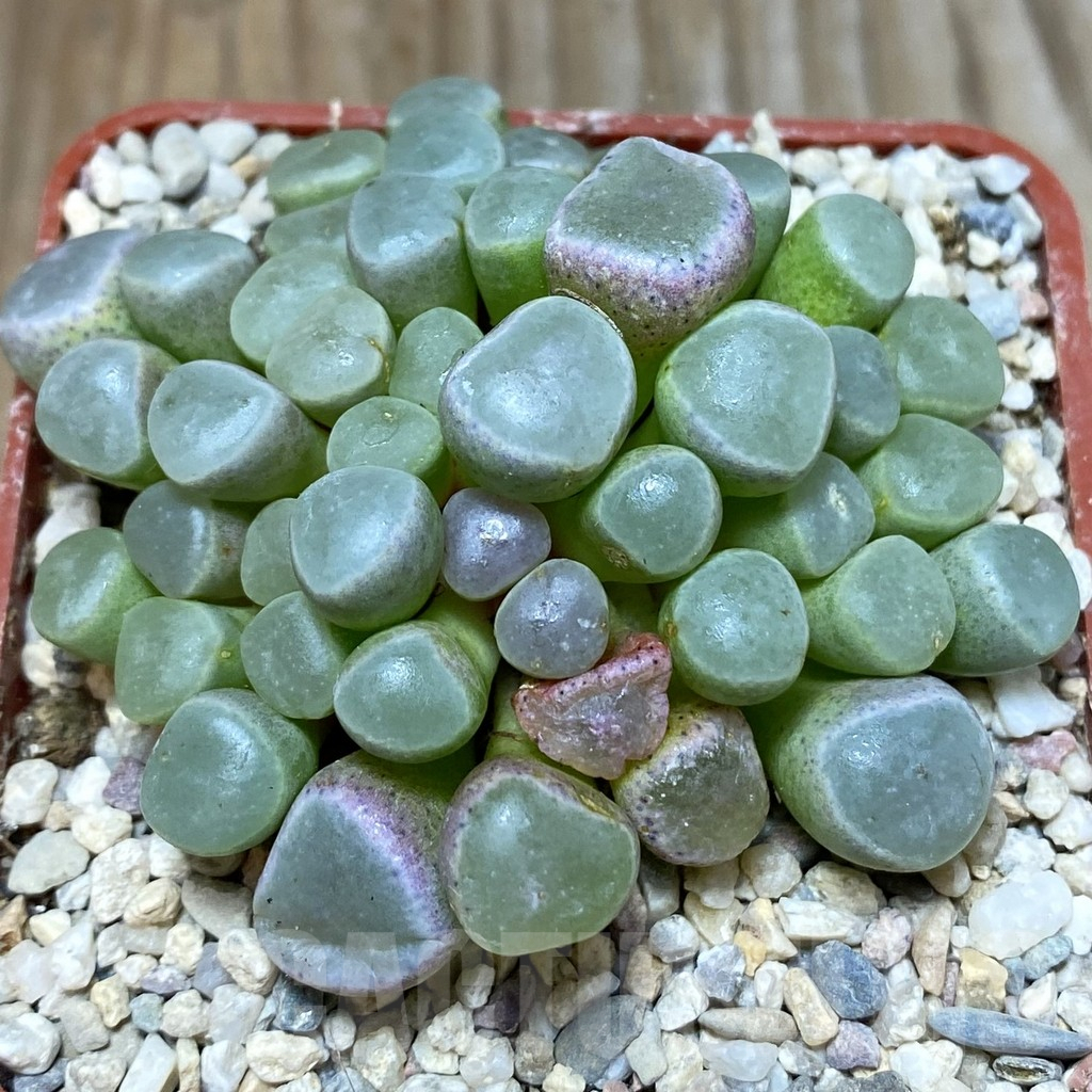 SH5863 Fenestraria rhopalophylla 'Fireworth', orange flower