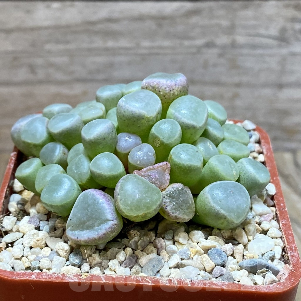 SH5863 Fenestraria rhopalophylla 'Fireworth', orange flower - Image 2