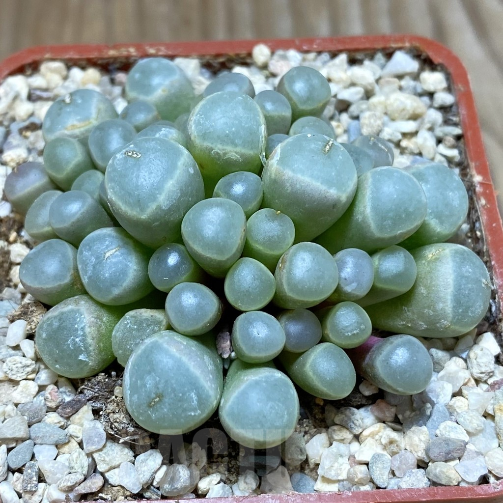 SH5865 Fenestraria rhopalophylla 'Fireworth', orange flower