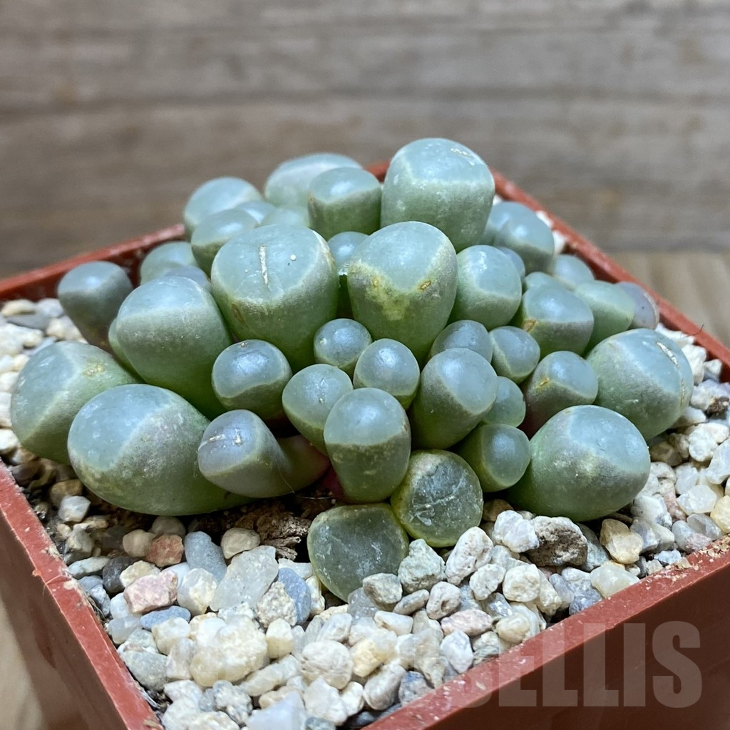 SH5865 Fenestraria rhopalophylla 'Fireworth', orange flower - Image 2