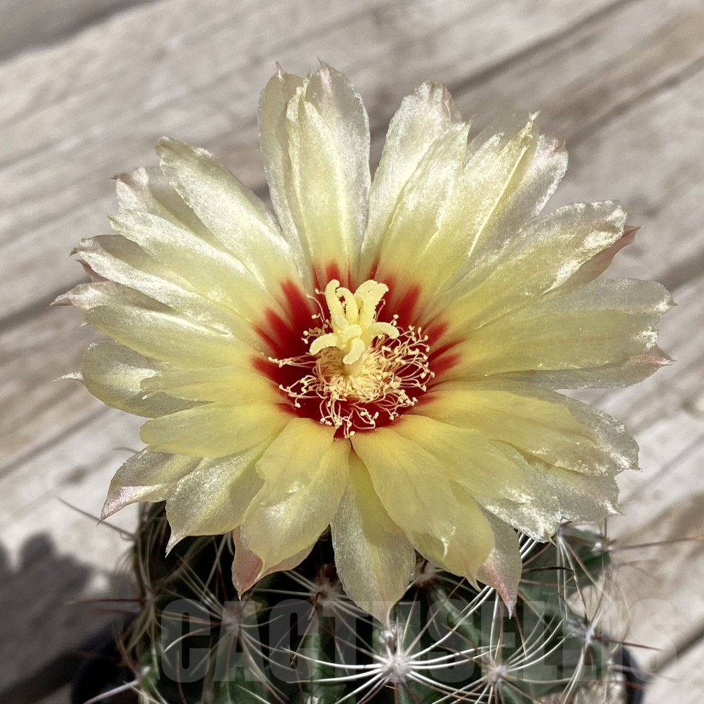 SH5858 Hamatocactus hamatocanthus