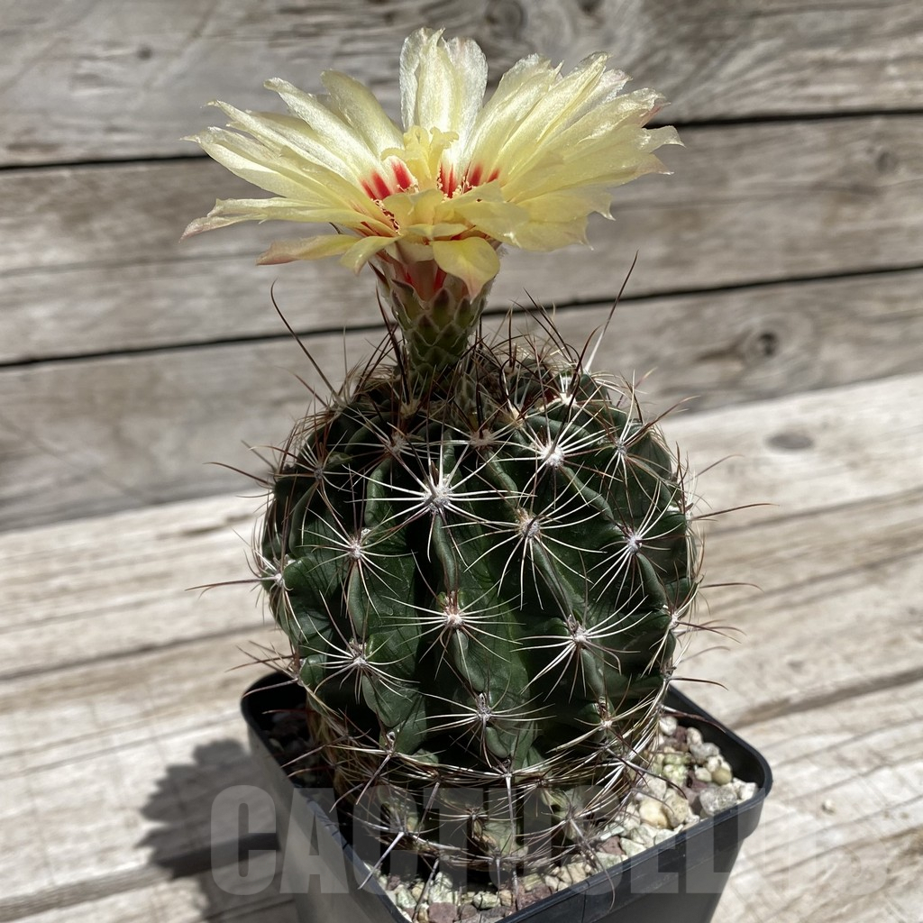 SH5858 Hamatocactus hamatocanthus - Image 2