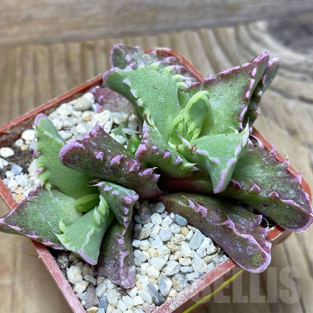 SH5870 Faucaria candida