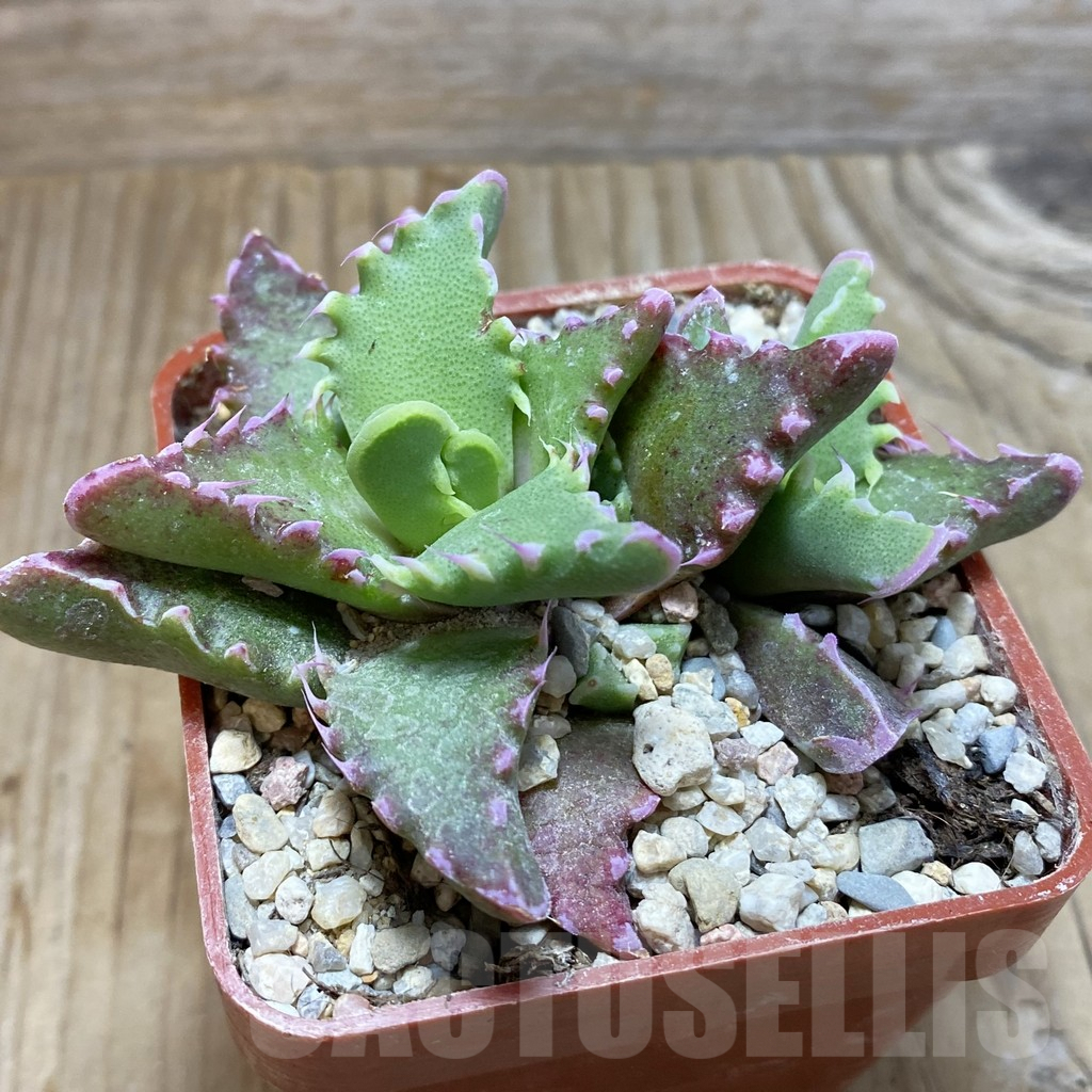 SH5870 Faucaria candida - immagine 2