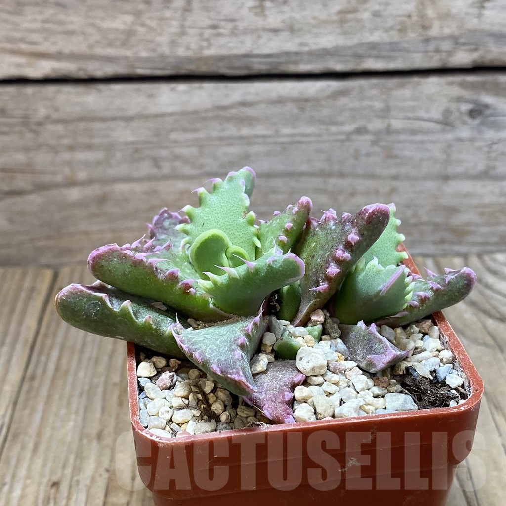SH5870 Faucaria candida - immagine 3