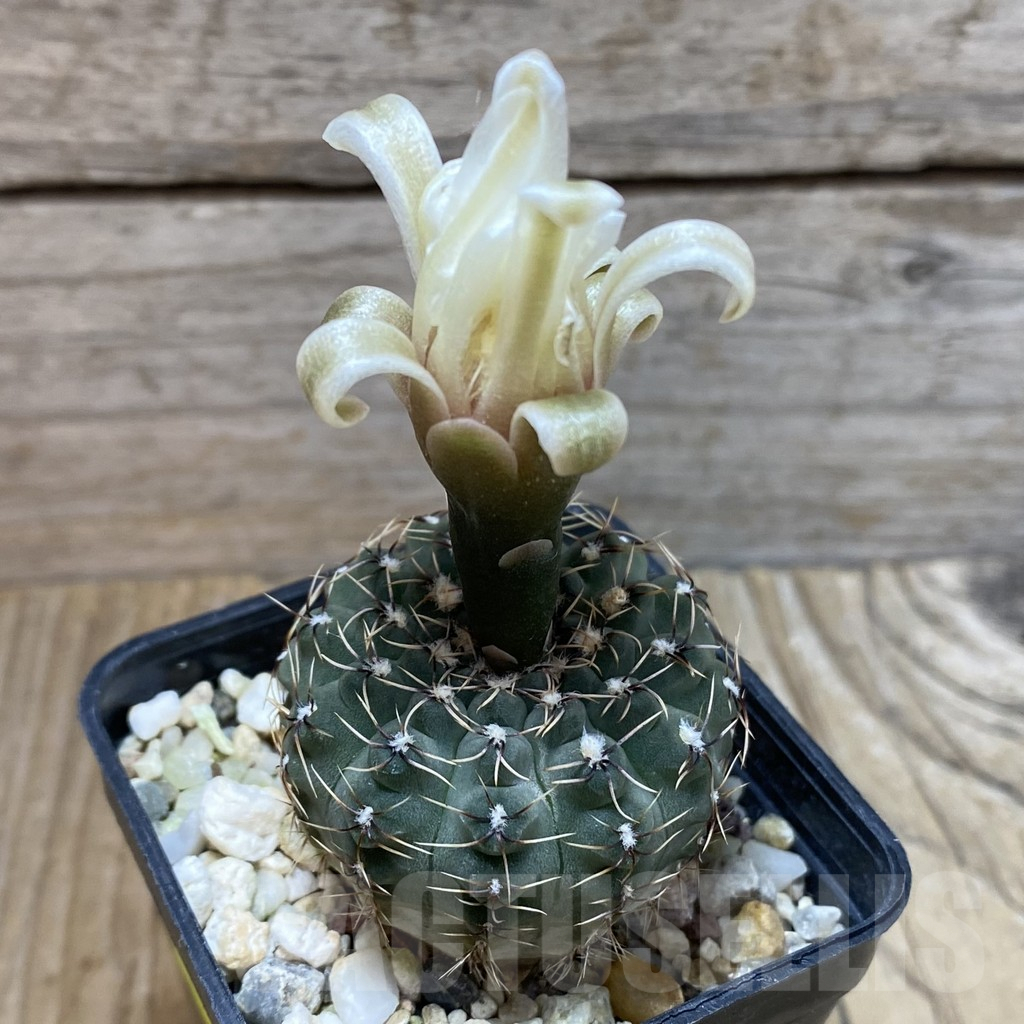 SH5854 Gymnocalycium stellatum v. zantnerianum VG 342 - Image 2