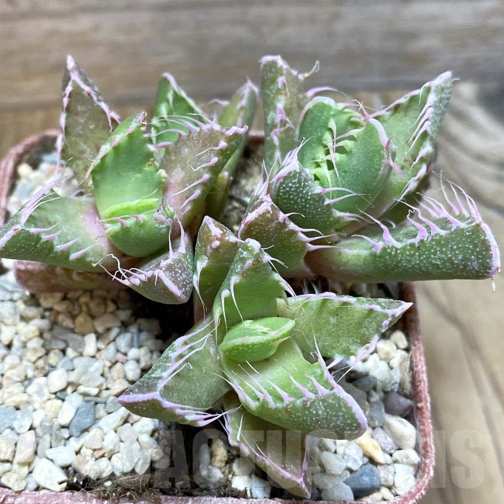 SH5874 Faucaria tigrina Dead man’s gulch