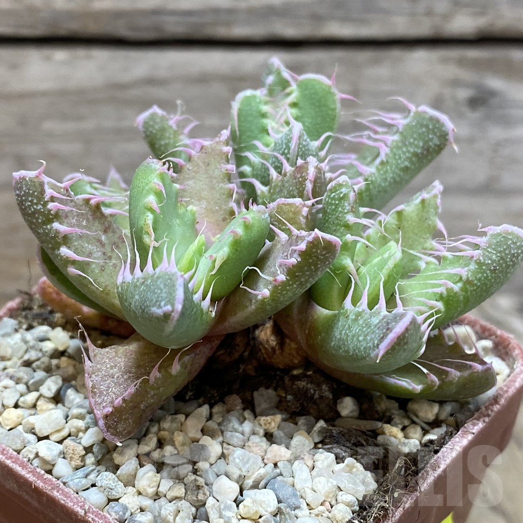 SH5874 Faucaria tigrina Dead man’s gulch - immagine 2