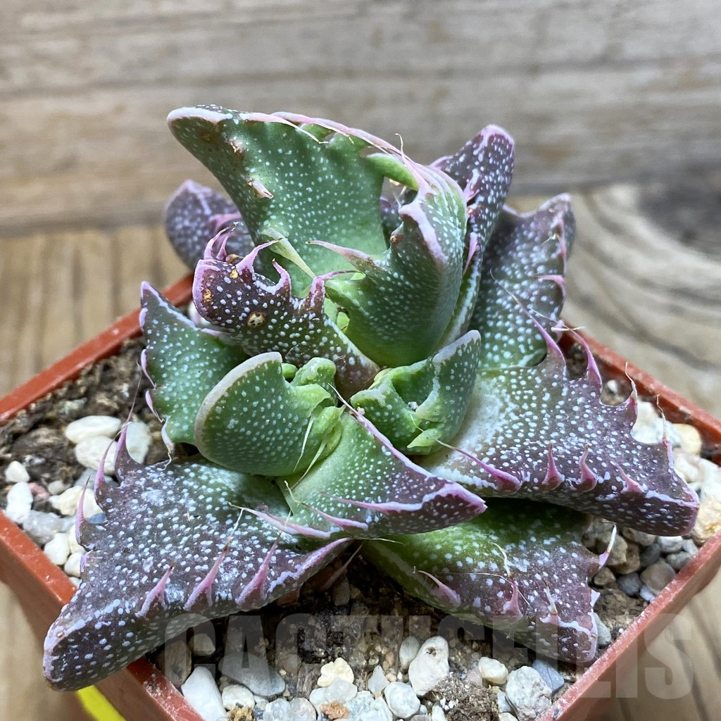 SH5877 Faucaria felina carlisle bridge