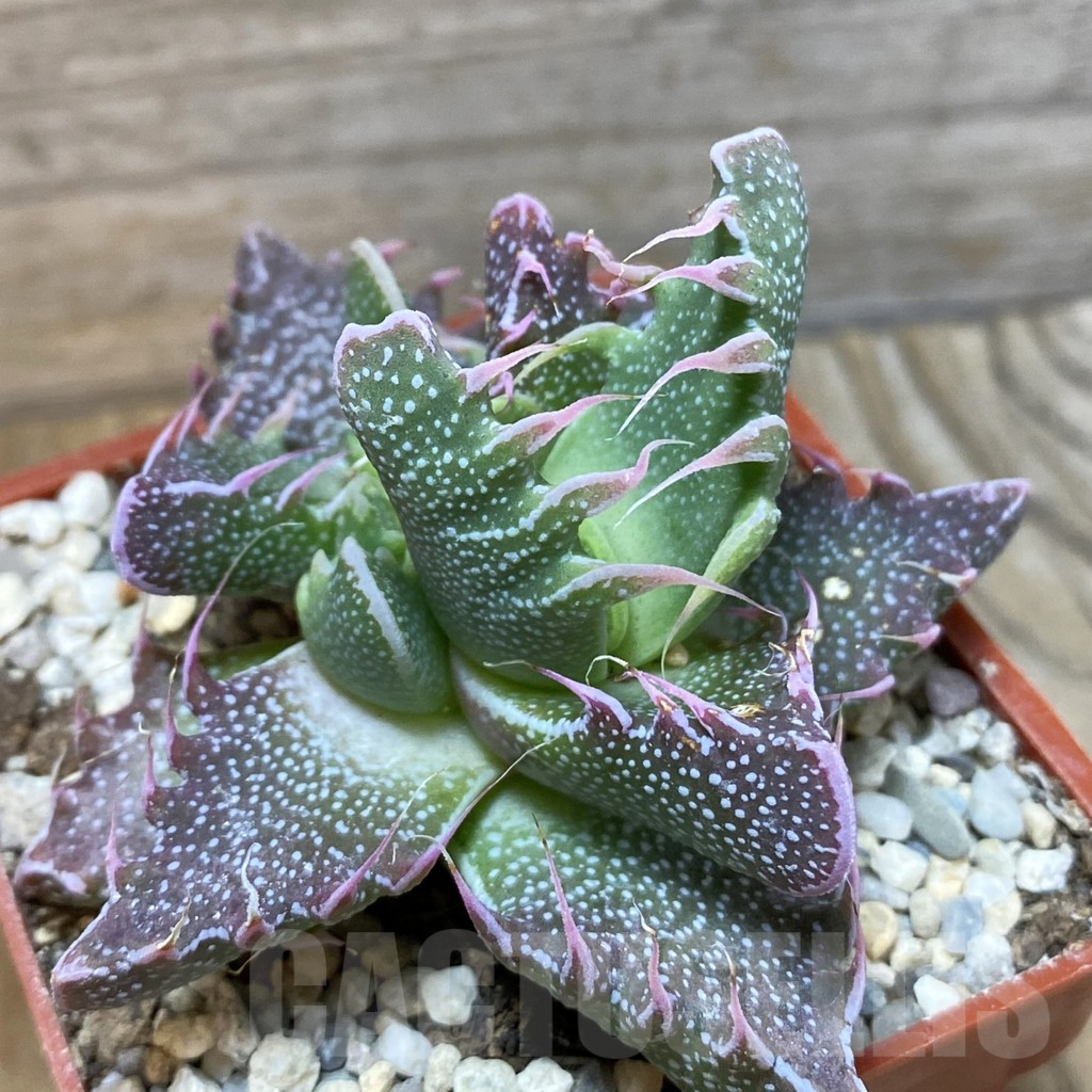 SH5877 Faucaria felina carlisle bridge - immagine 2