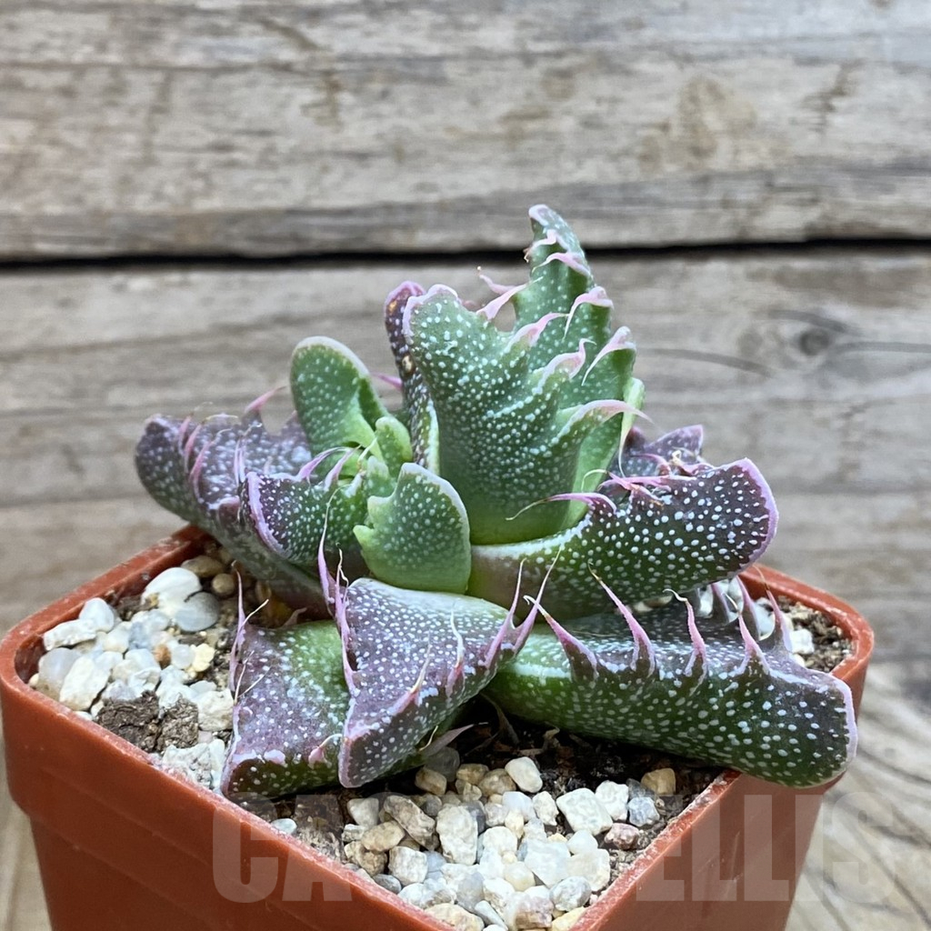 SH5877 Faucaria felina carlisle bridge - immagine 3